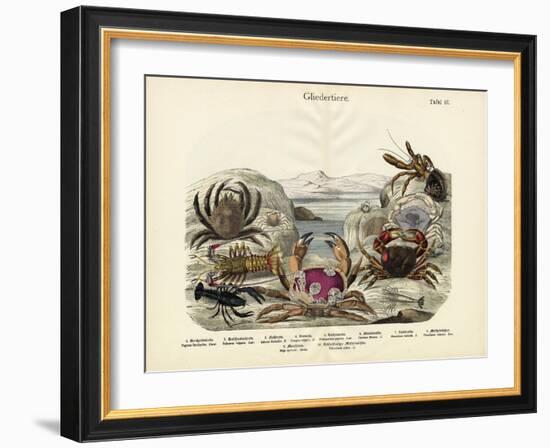 Crabs, C.1860-null-Framed Giclee Print