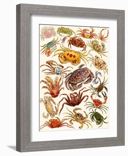 Crabs-English School-Framed Giclee Print