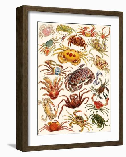 Crabs-English School-Framed Giclee Print