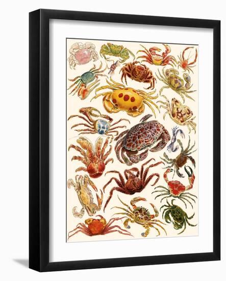 Crabs-English School-Framed Giclee Print