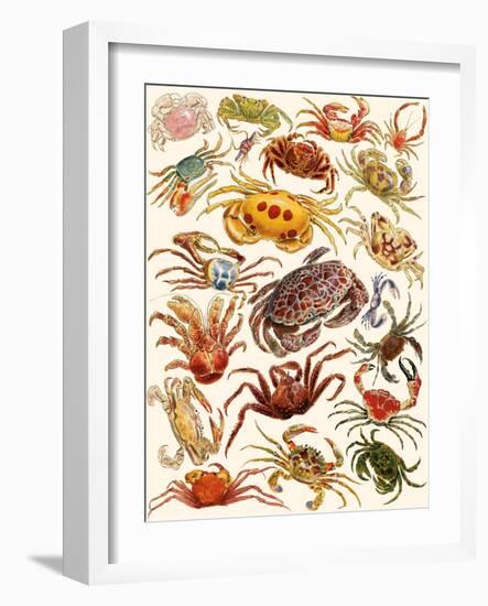 Crabs-English School-Framed Giclee Print