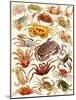 Crabs-English School-Mounted Giclee Print