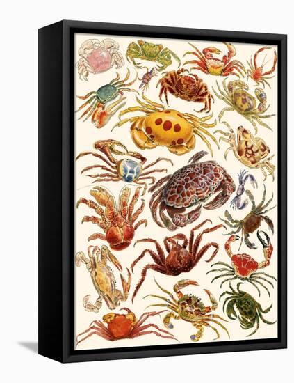 Crabs-English School-Framed Premier Image Canvas