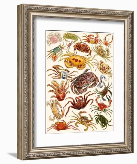Crabs-English School-Framed Giclee Print