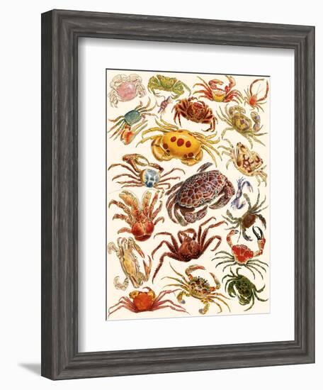 Crabs-English School-Framed Giclee Print