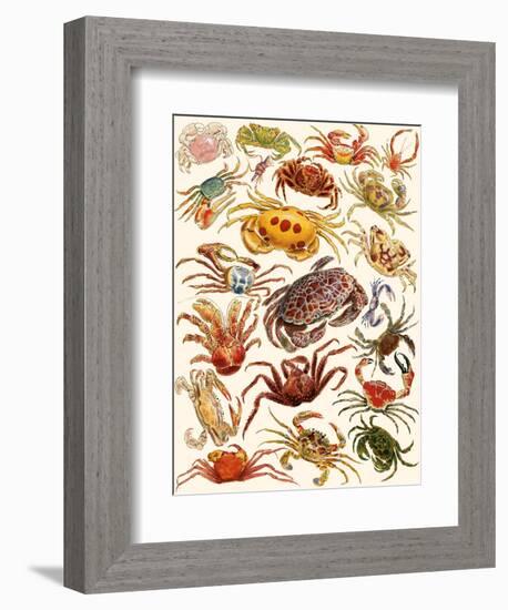 Crabs-English School-Framed Giclee Print