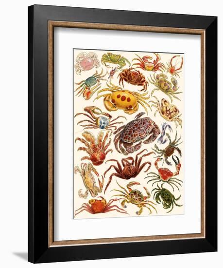 Crabs-English School-Framed Giclee Print