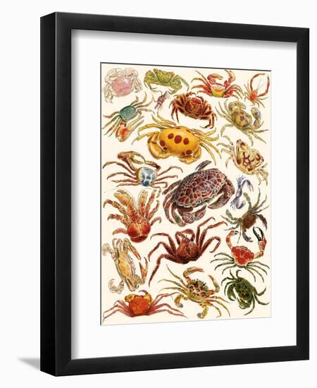 Crabs-English School-Framed Giclee Print