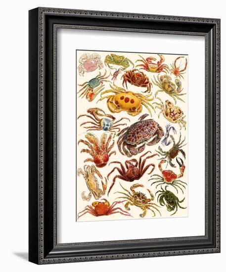 Crabs-English School-Framed Giclee Print