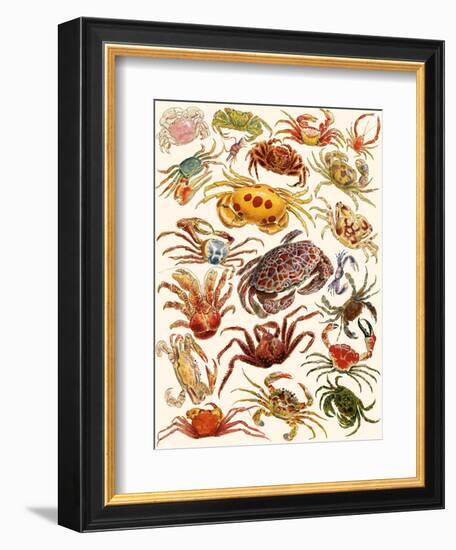 Crabs-English School-Framed Giclee Print