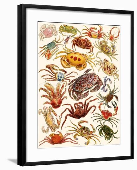 Crabs-English School-Framed Giclee Print