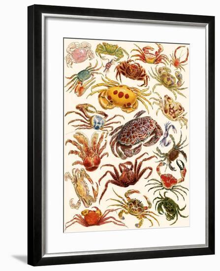 Crabs-English School-Framed Giclee Print