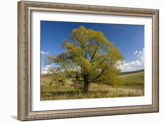 Crack Willow (Salix Fragilis)-Bob Gibbons-Framed Photographic Print