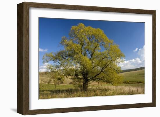 Crack Willow (Salix Fragilis)-Bob Gibbons-Framed Photographic Print