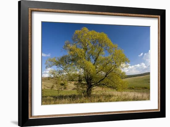 Crack Willow (Salix Fragilis)-Bob Gibbons-Framed Photographic Print