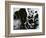 Cracked Glass, California, 1954-Brett Weston-Framed Photographic Print