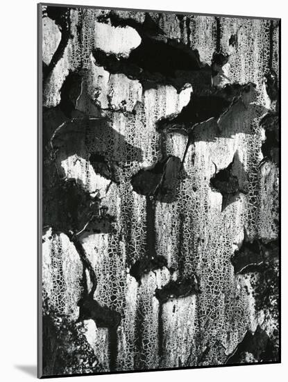 Cracked Paint, c. 1970-Brett Weston-Mounted Premium Photographic Print