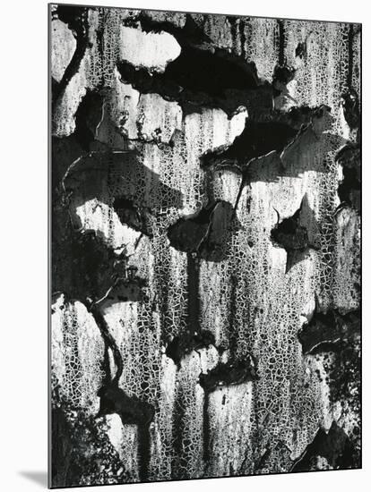 Cracked Paint, c. 1970-Brett Weston-Mounted Photographic Print