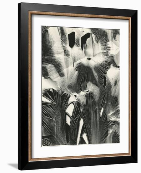 Cracked Plastic Paint, Garrapata, 1954-Brett Weston-Framed Photographic Print