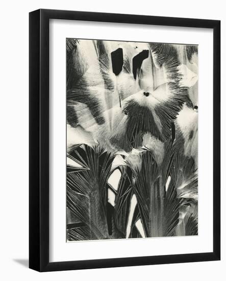 Cracked Plastic Paint, Garrapata, 1954-Brett Weston-Framed Photographic Print