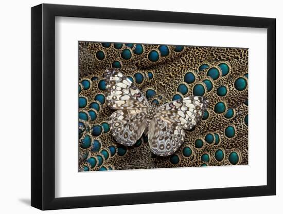 Cracker Butterfly on Malayan Peacock-Pheasant Feather Design-Darrell Gulin-Framed Photographic Print