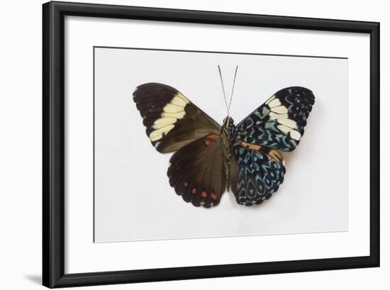 Cracker Butterfly or the Arinome Cracker, Comparison of Wings-Darrell Gulin-Framed Photographic Print