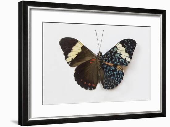 Cracker Butterfly or the Arinome Cracker, Comparison of Wings-Darrell Gulin-Framed Photographic Print