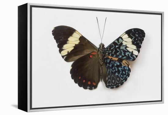 Cracker Butterfly or the Arinome Cracker, Comparison of Wings-Darrell Gulin-Framed Premier Image Canvas