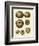 Crackled Antique Shells III-Denis Diderot-Framed Art Print