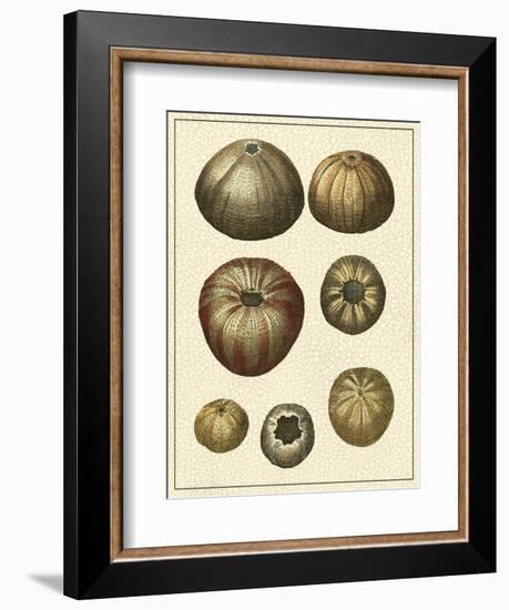 Crackled Antique Shells III-Denis Diderot-Framed Art Print