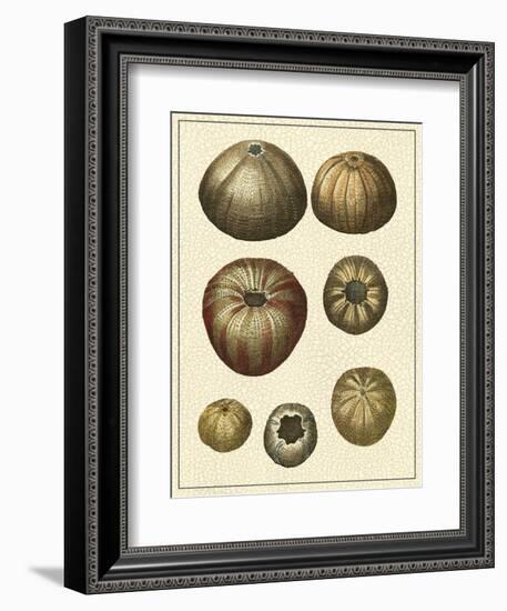 Crackled Antique Shells III-Denis Diderot-Framed Art Print