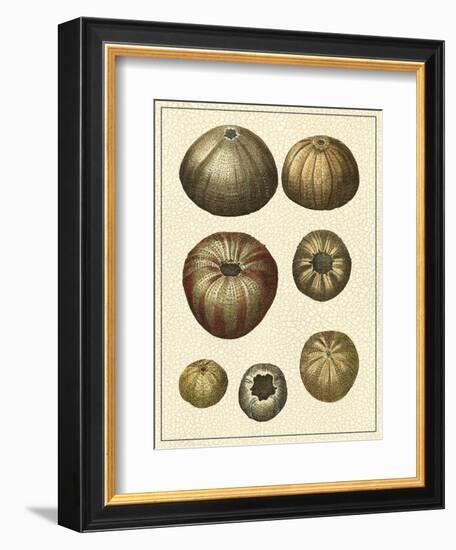 Crackled Antique Shells III-Denis Diderot-Framed Art Print