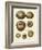 Crackled Antique Shells III-Denis Diderot-Framed Art Print