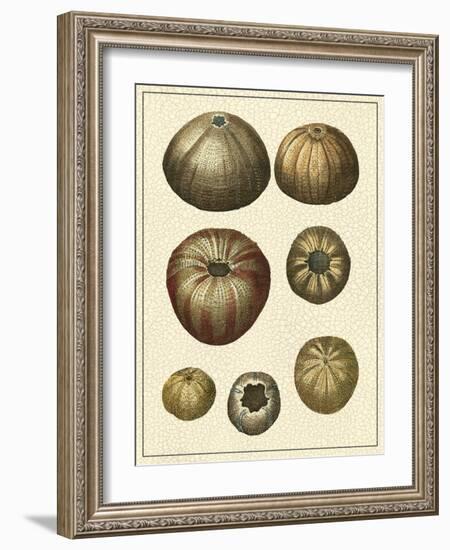 Crackled Antique Shells III-Denis Diderot-Framed Art Print