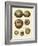 Crackled Antique Shells III-Denis Diderot-Framed Art Print