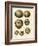 Crackled Antique Shells III-Denis Diderot-Framed Art Print