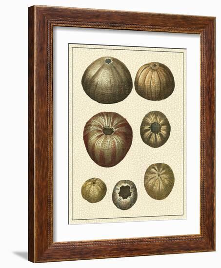 Crackled Antique Shells III-Denis Diderot-Framed Art Print