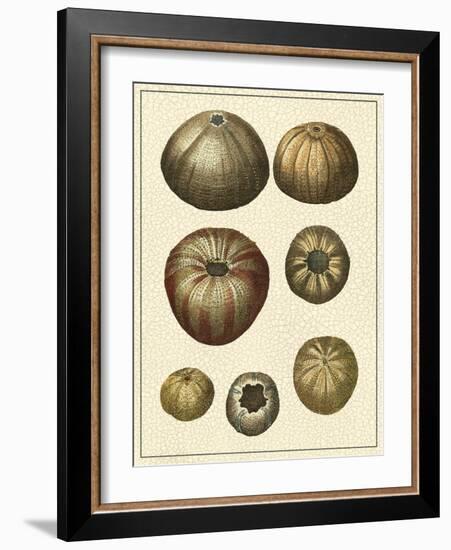 Crackled Antique Shells III-Denis Diderot-Framed Art Print