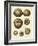 Crackled Antique Shells III-Denis Diderot-Framed Art Print