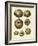 Crackled Antique Shells III-Denis Diderot-Framed Art Print