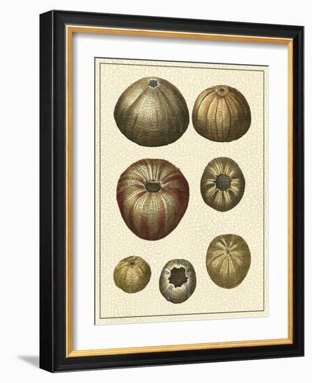 Crackled Antique Shells III-Denis Diderot-Framed Art Print