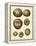 Crackled Antique Shells III-Denis Diderot-Framed Stretched Canvas