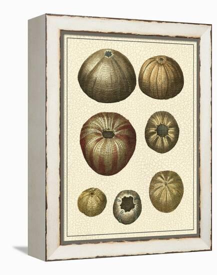 Crackled Antique Shells III-Denis Diderot-Framed Stretched Canvas