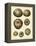 Crackled Antique Shells III-Denis Diderot-Framed Stretched Canvas