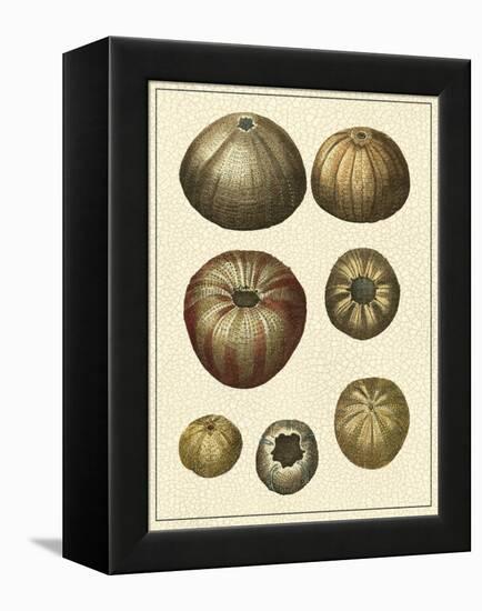 Crackled Antique Shells III-Denis Diderot-Framed Stretched Canvas