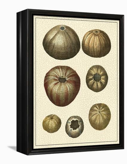 Crackled Antique Shells III-Denis Diderot-Framed Stretched Canvas