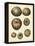 Crackled Antique Shells III-Denis Diderot-Framed Stretched Canvas