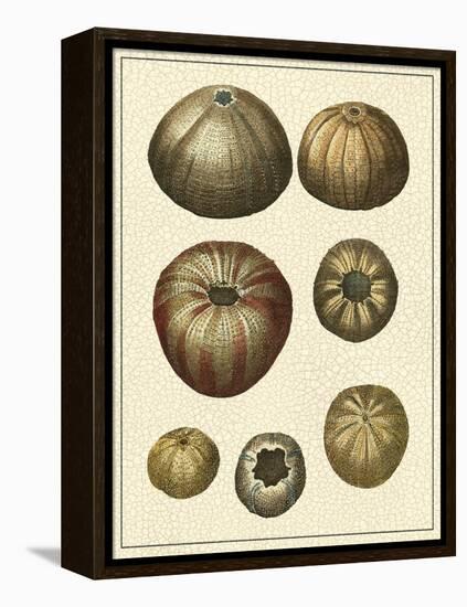 Crackled Antique Shells III-Denis Diderot-Framed Stretched Canvas