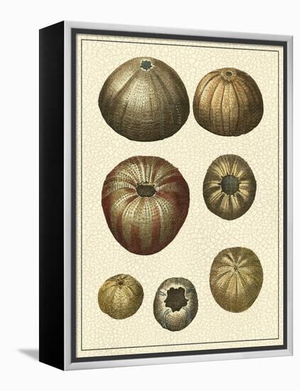 Crackled Antique Shells III-Denis Diderot-Framed Stretched Canvas