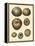 Crackled Antique Shells III-Denis Diderot-Framed Stretched Canvas